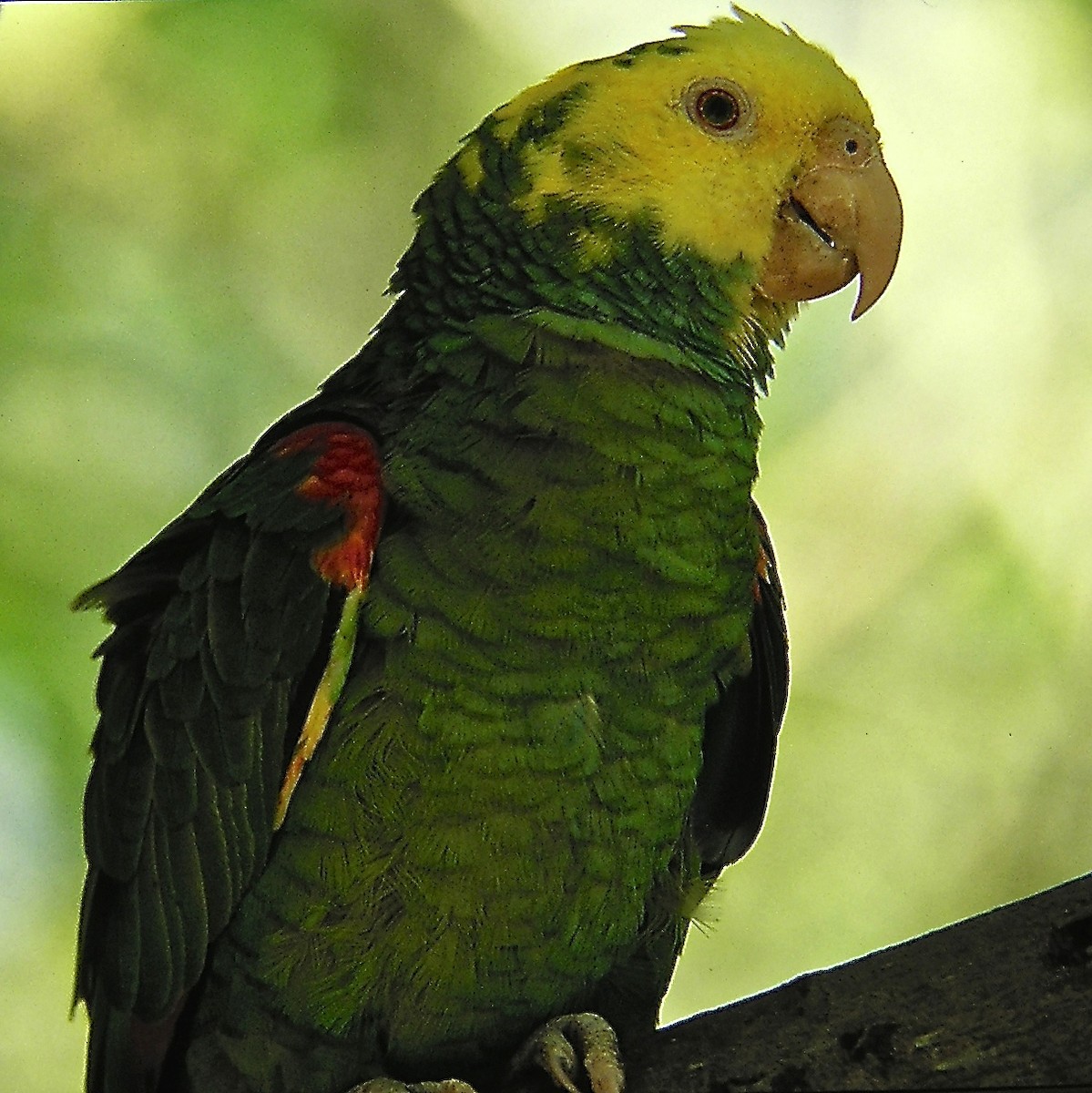 Yellow-headed Parrot (Mainland) - Erkki Lehtovirta