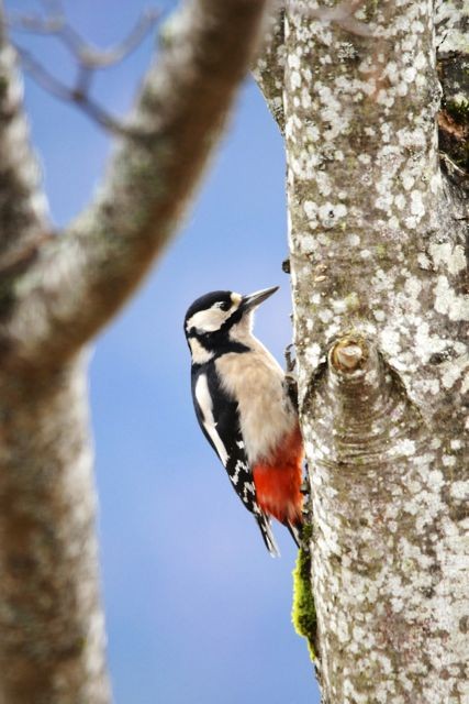 Great Spotted Woodpecker - Jacques Erard