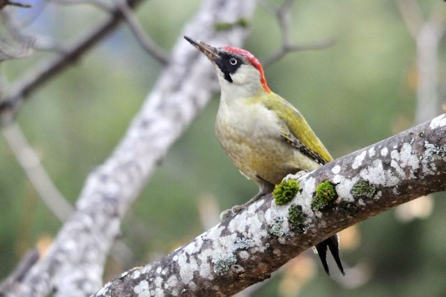 Eurasian Green Woodpecker - Jacques Erard