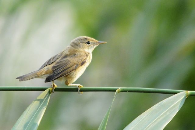 Common Reed Warbler - Jacques Erard
