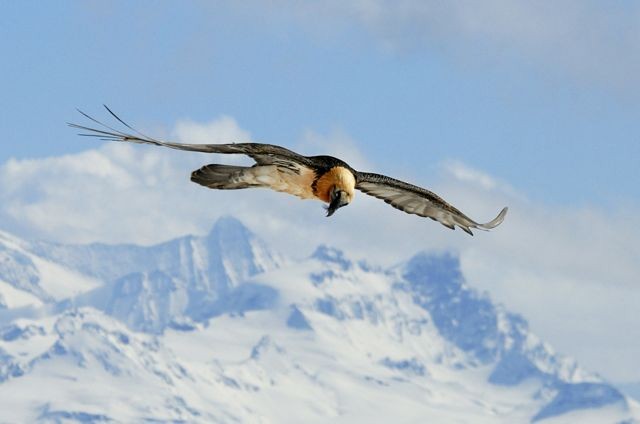 Bearded Vulture - Jacques Erard
