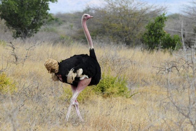 Common Ostrich - Jacques Erard
