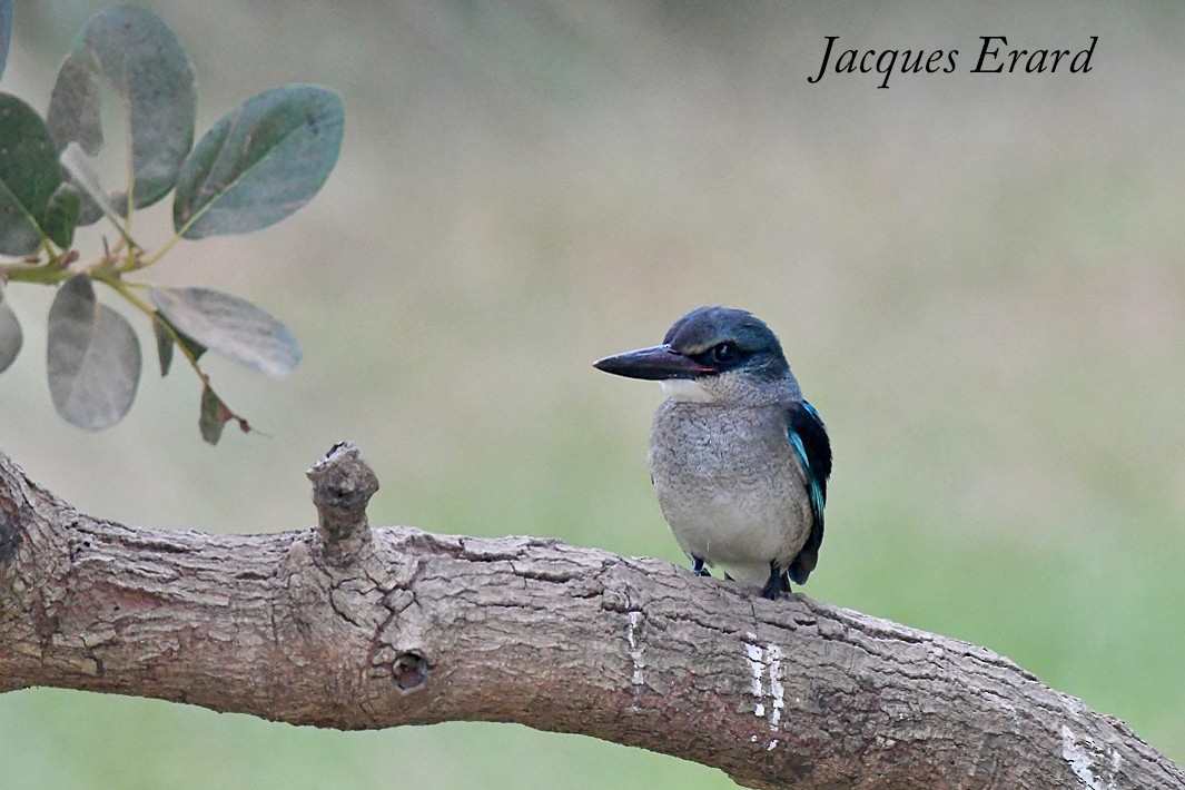 Woodland Kingfisher - Jacques Erard