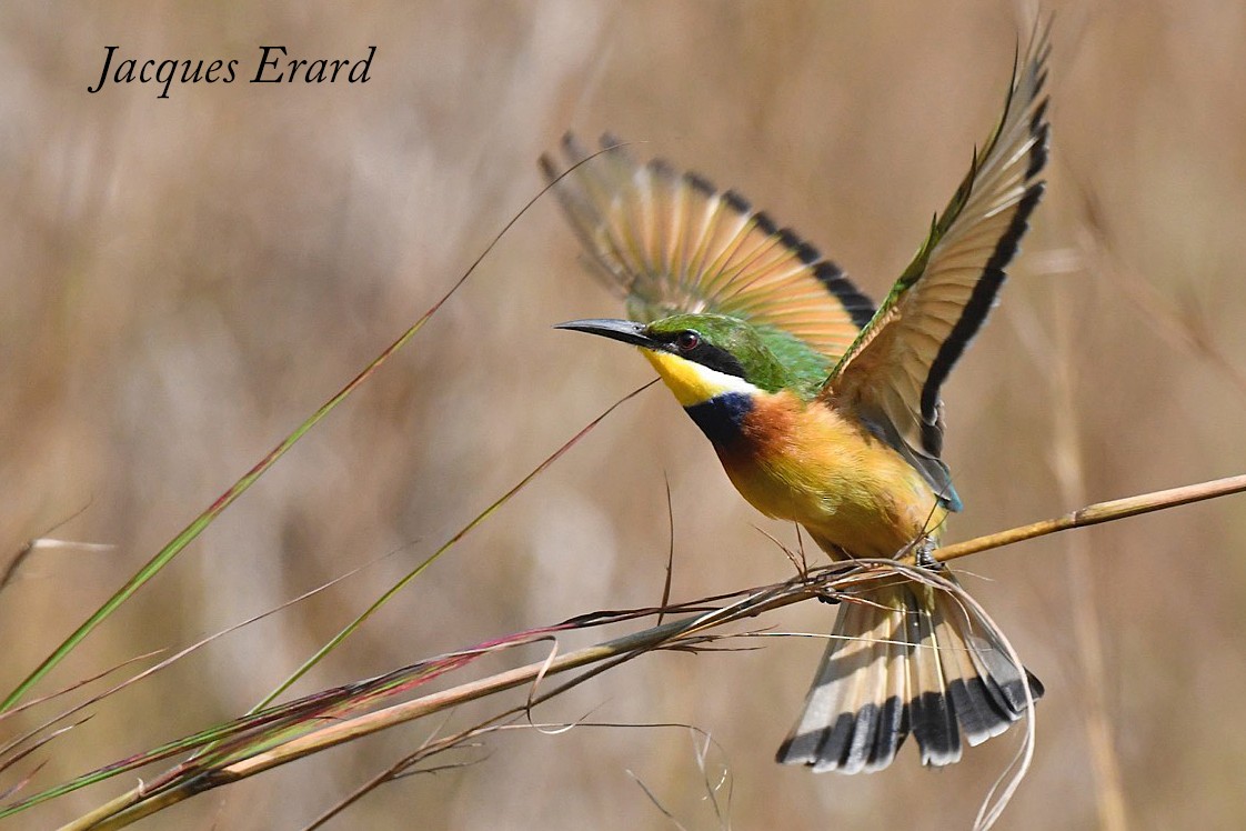 Blue-breasted Bee-eater - Jacques Erard