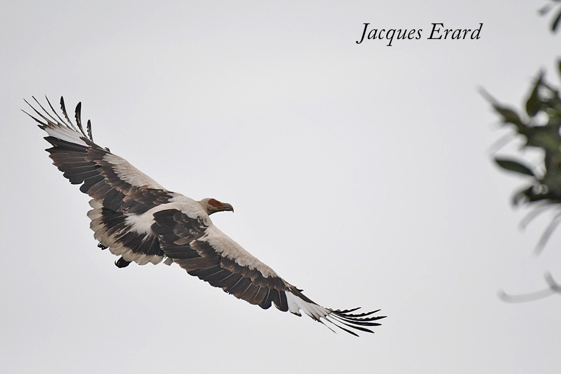 Palm-nut Vulture - Jacques Erard