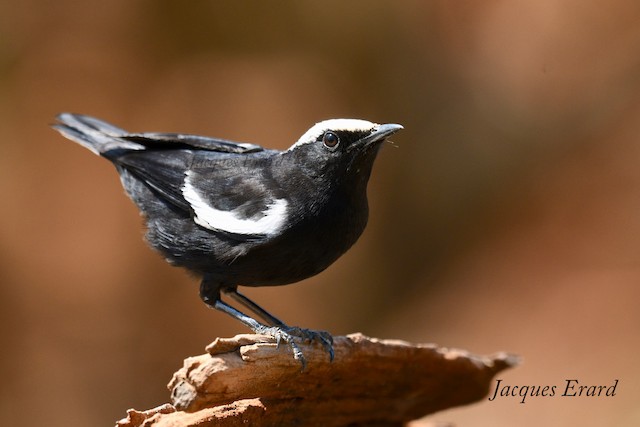 Arnot S Chat Myrmecocichla Arnotti Birds Of The World