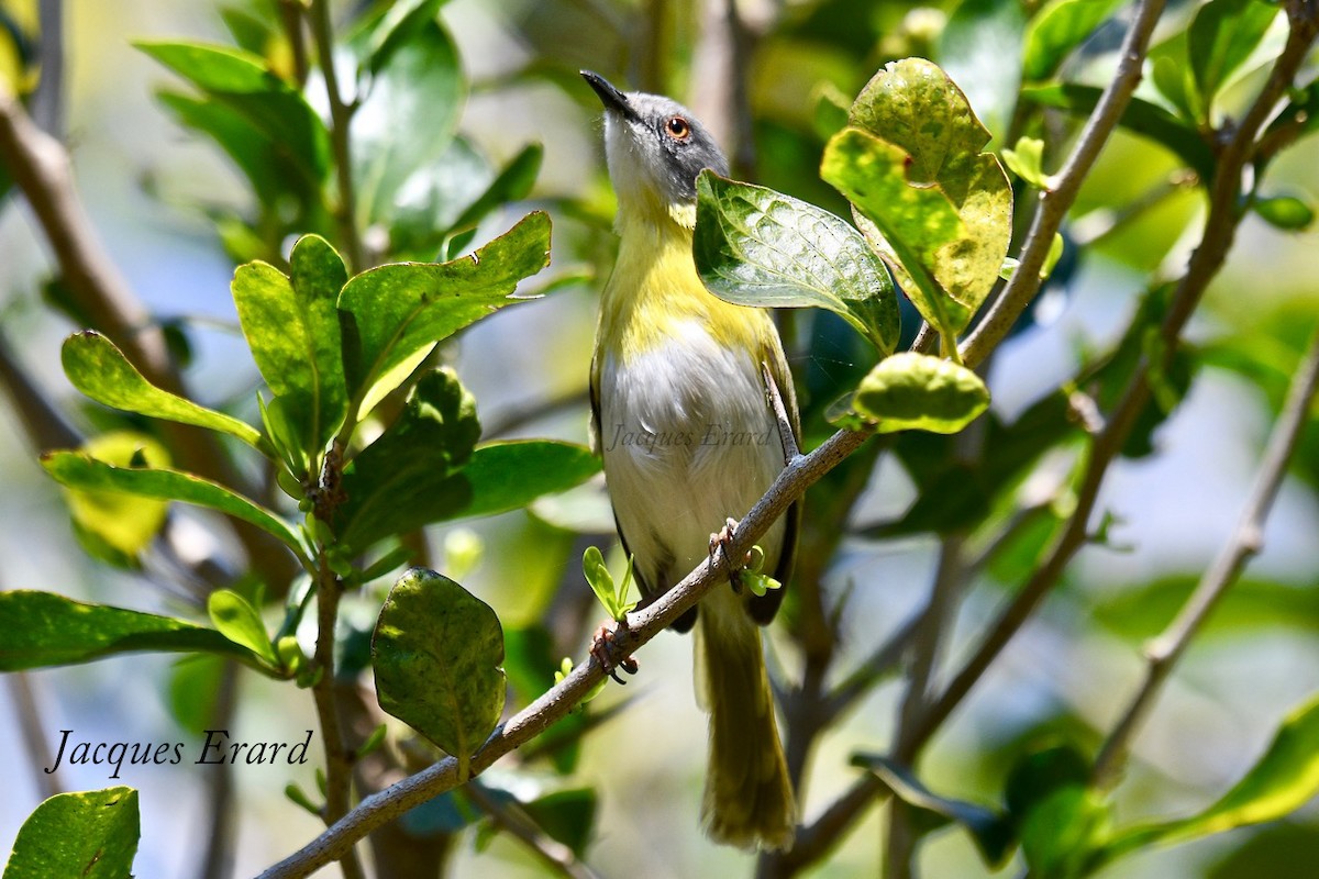 Yellow-breasted Apalis (Yellow-breasted) - ML204489931