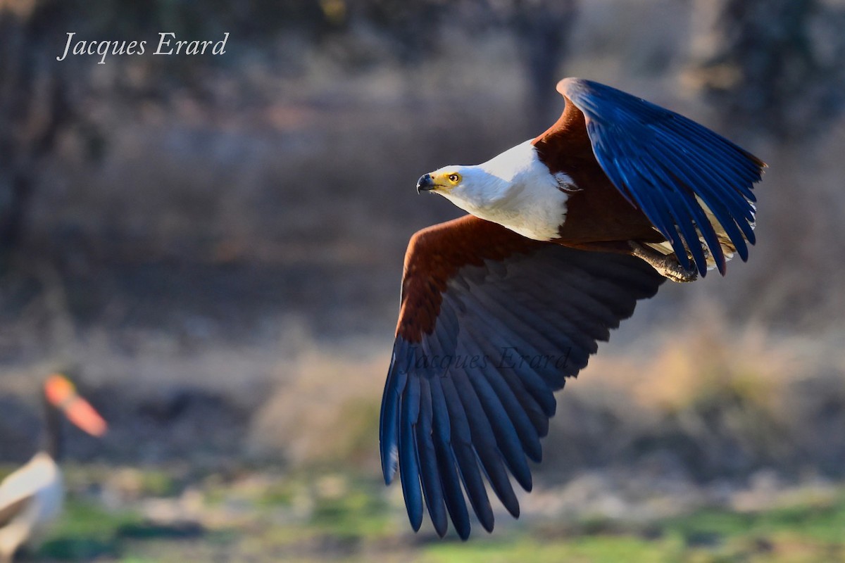 African Fish-Eagle - ML204489981