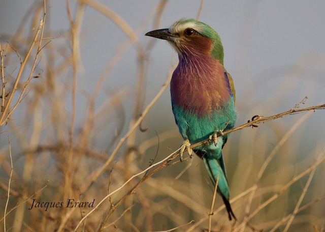 ライラックニシブッポウソウ（caudatus） - eBird