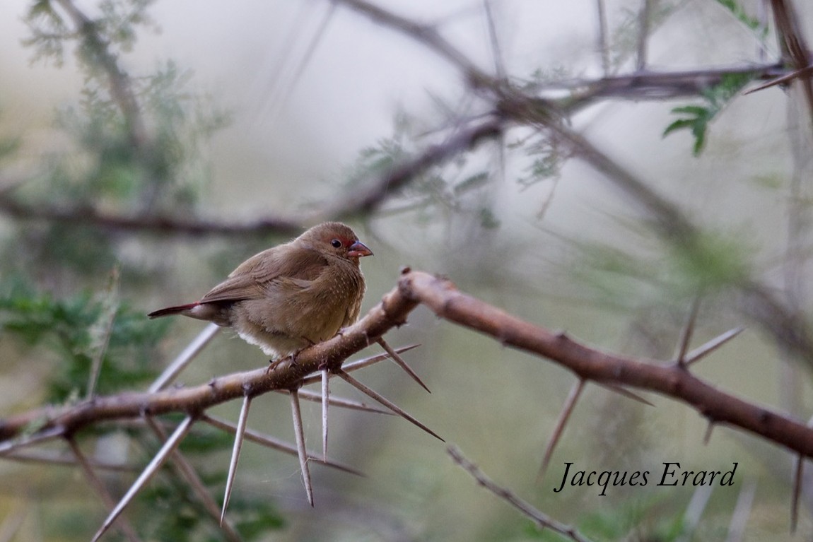 Red-billed Firefinch - Jacques Erard
