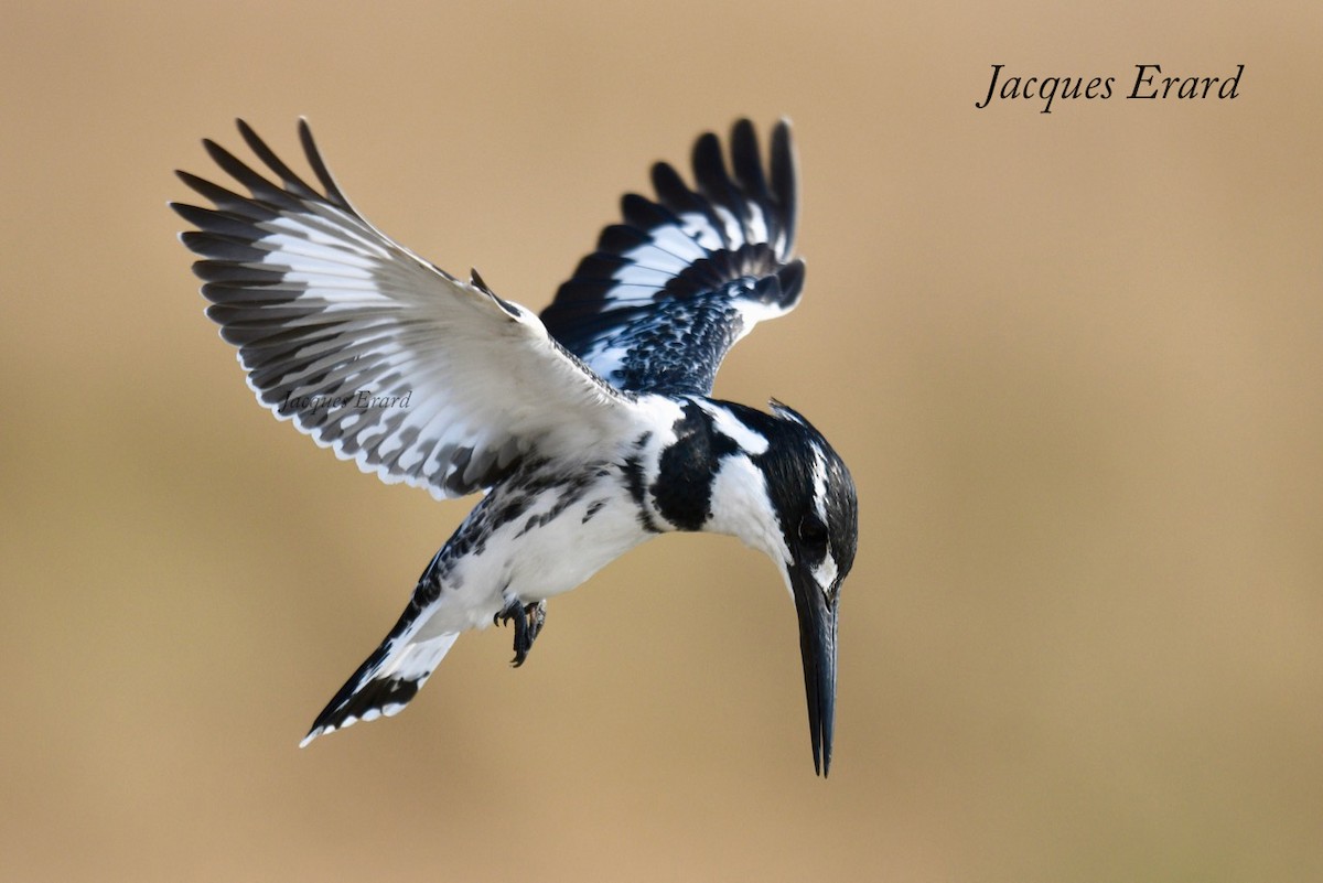 Pied Kingfisher - Jacques Erard