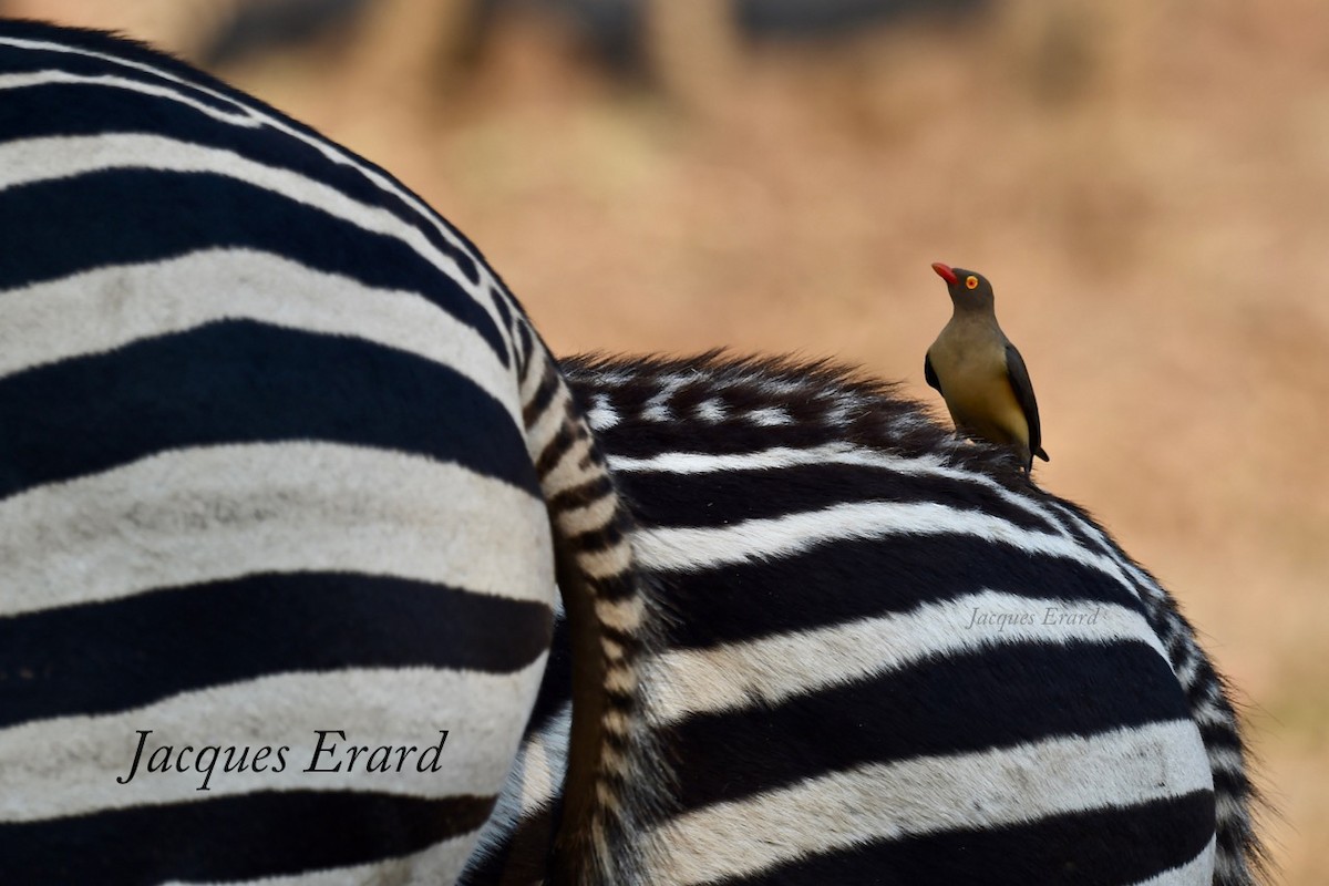 Red-billed Oxpecker - Jacques Erard
