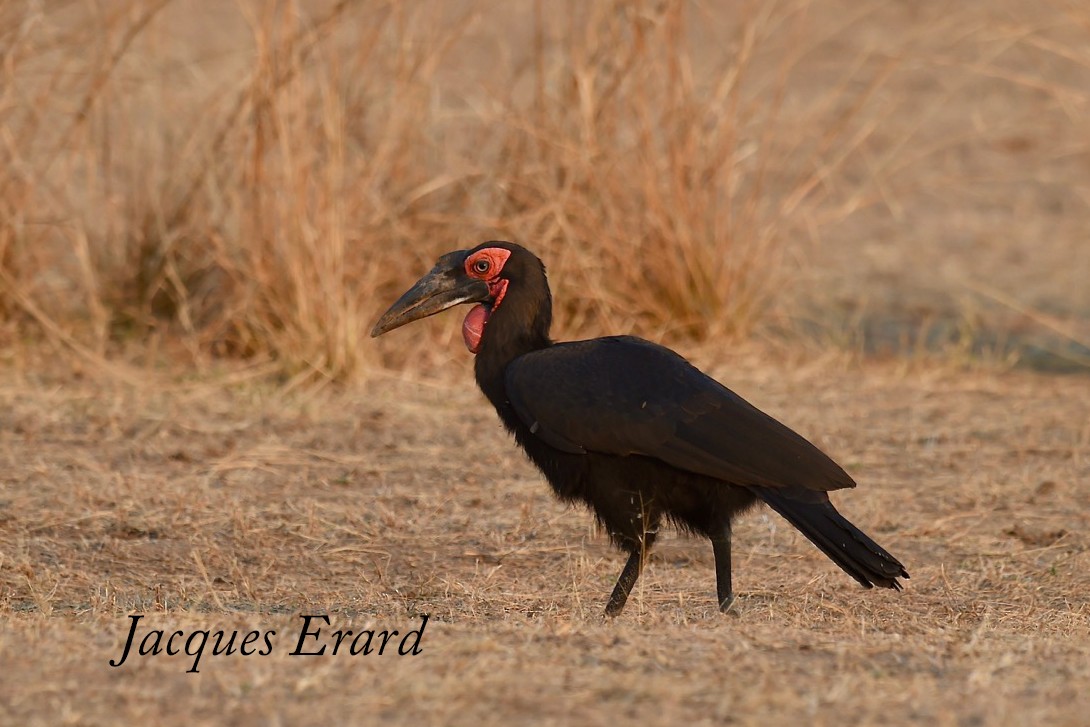 Southern Ground-Hornbill - Jacques Erard