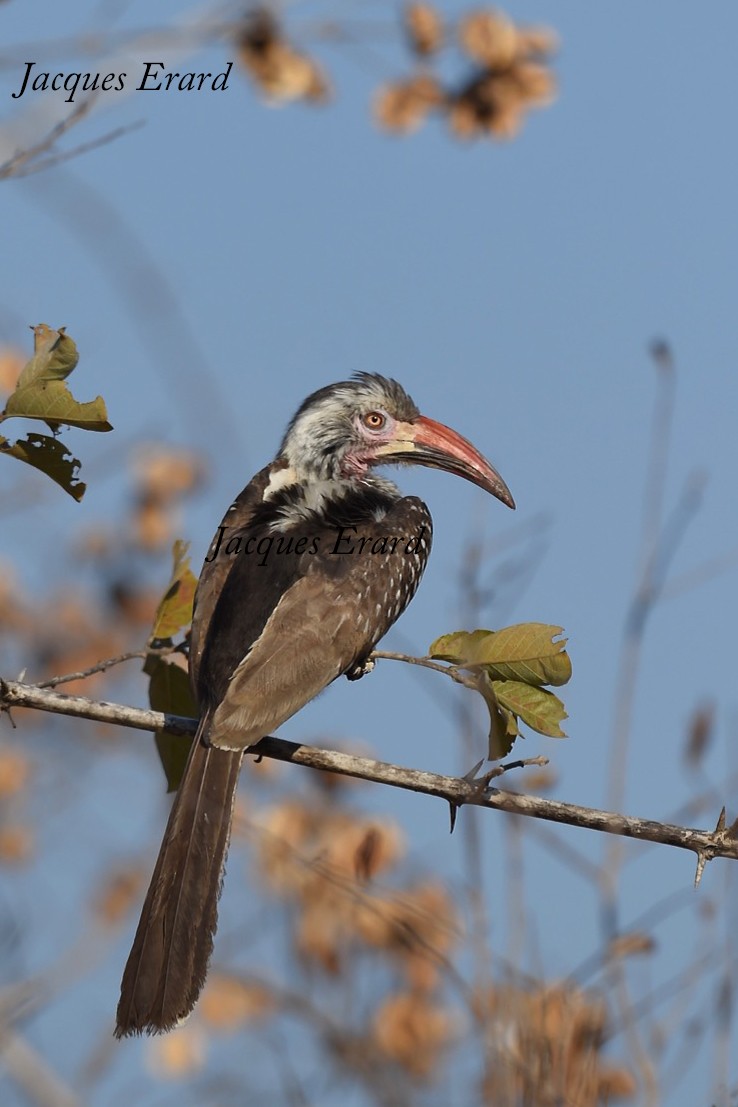 Southern Red-billed Hornbill - Jacques Erard