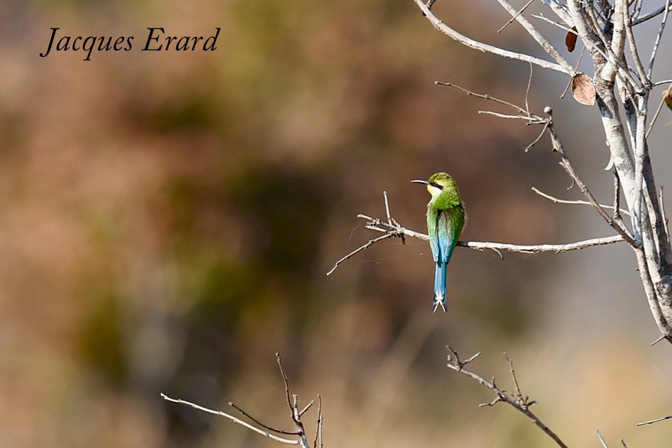 Swallow-tailed Bee-eater - Jacques Erard
