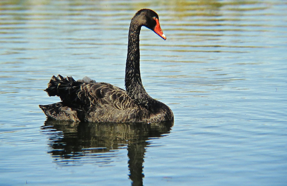 Black Swan - Erkki Lehtovirta