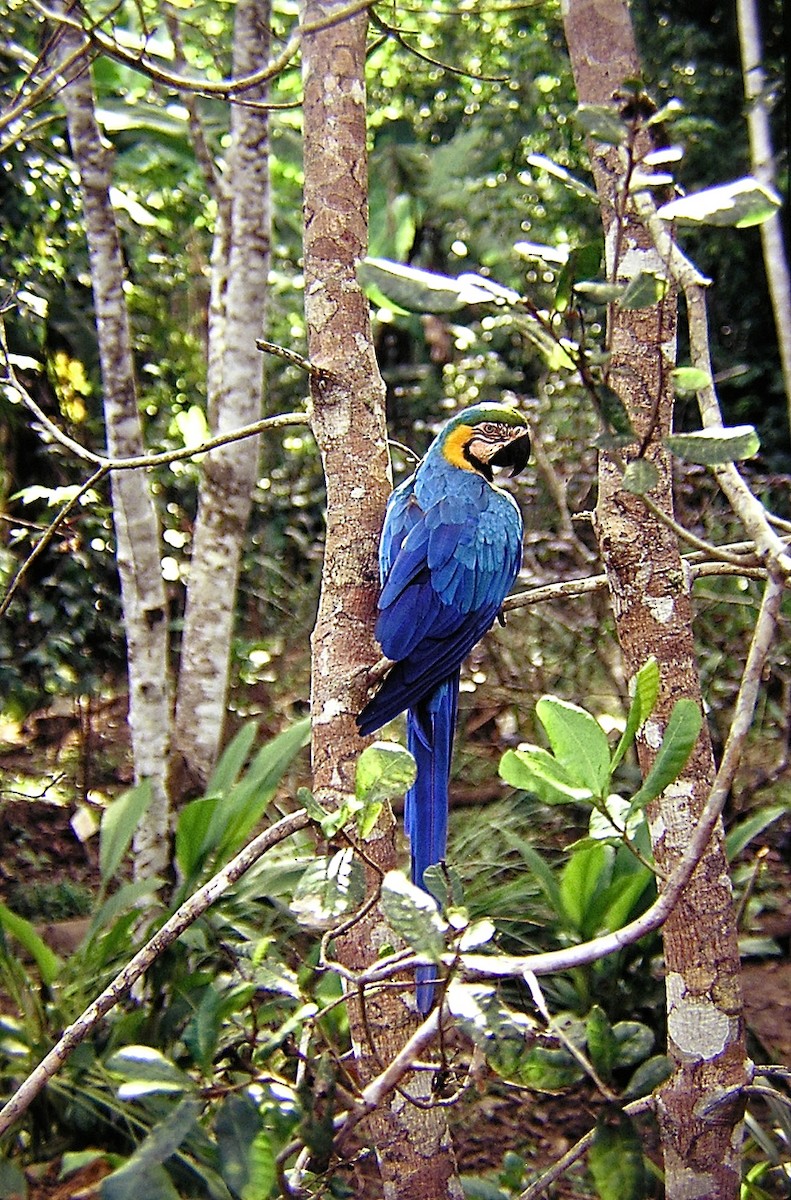 Blue-and-yellow Macaw - Erkki Lehtovirta