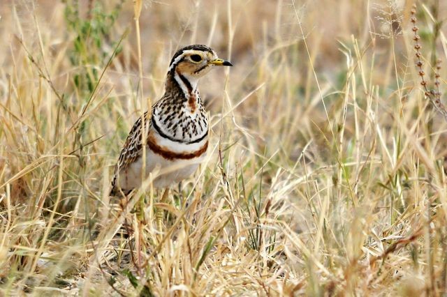 Three-banded Courser - ML204491141