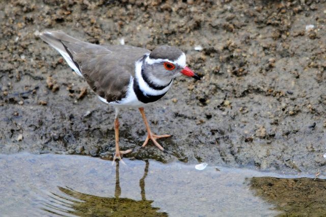 Three-banded Plover (African) - Jacques Erard