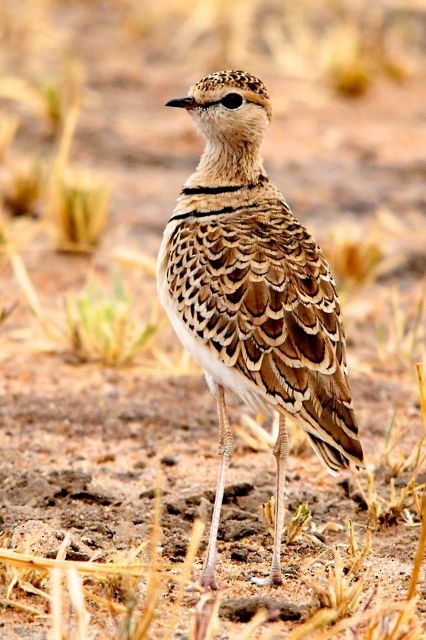 Double-banded Courser - ML204491361