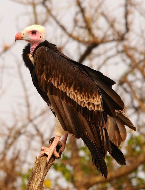 White-headed Vulture - Jacques Erard