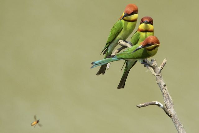 Chestnut-headed Bee-eater - Jacques Erard