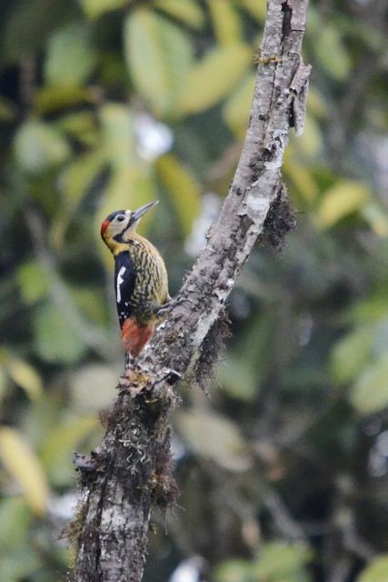 Darjeeling Woodpecker - ML204491601