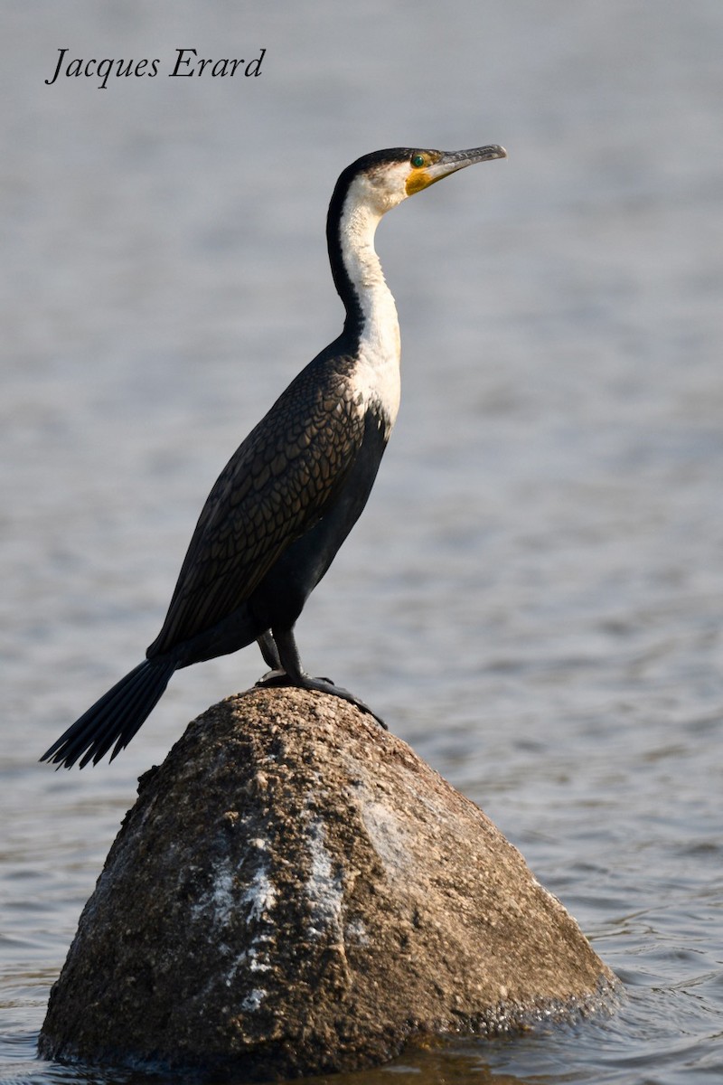 Great Cormorant (White-breasted) - Jacques Erard