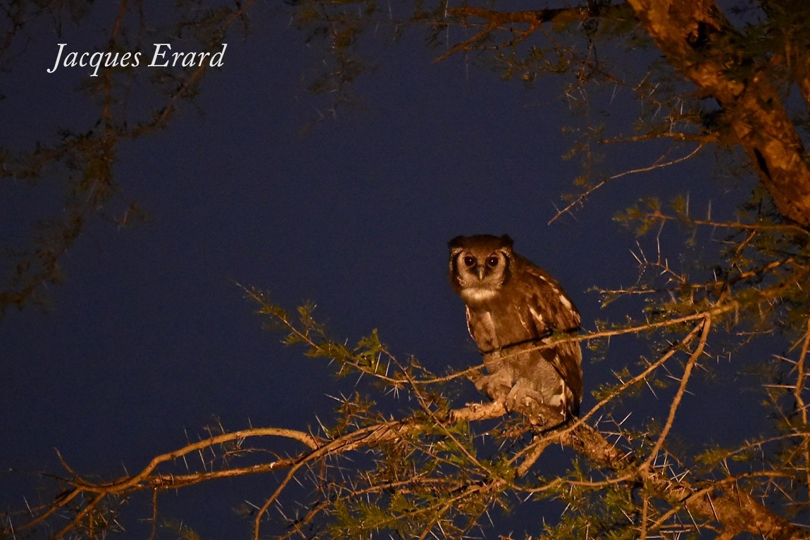 Verreaux's Eagle-Owl - Jacques Erard
