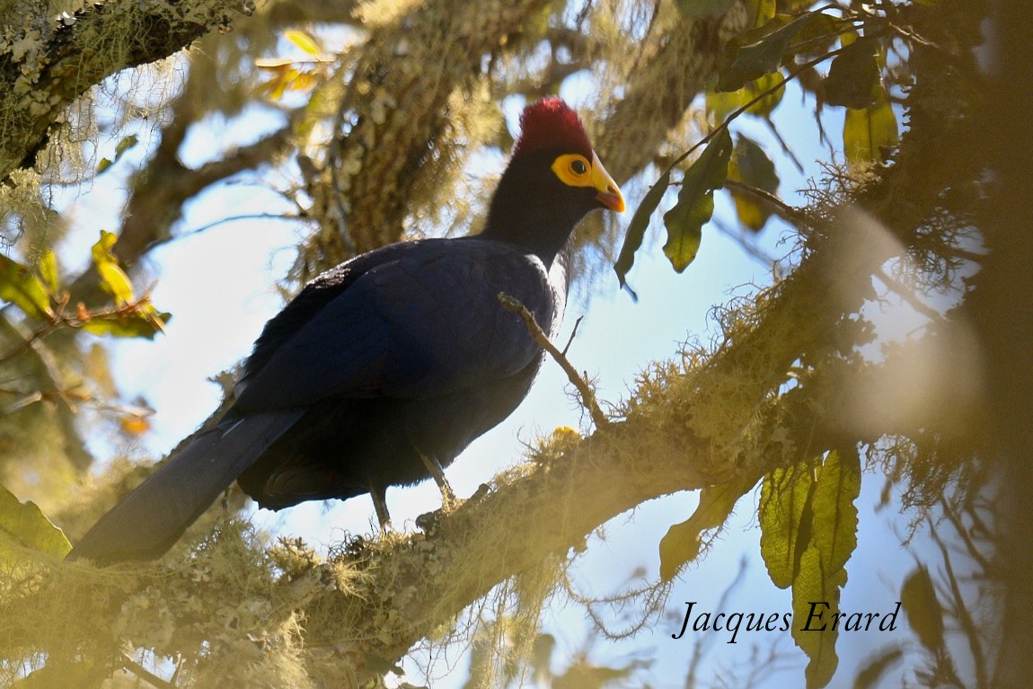 Ross's Turaco - Jacques Erard