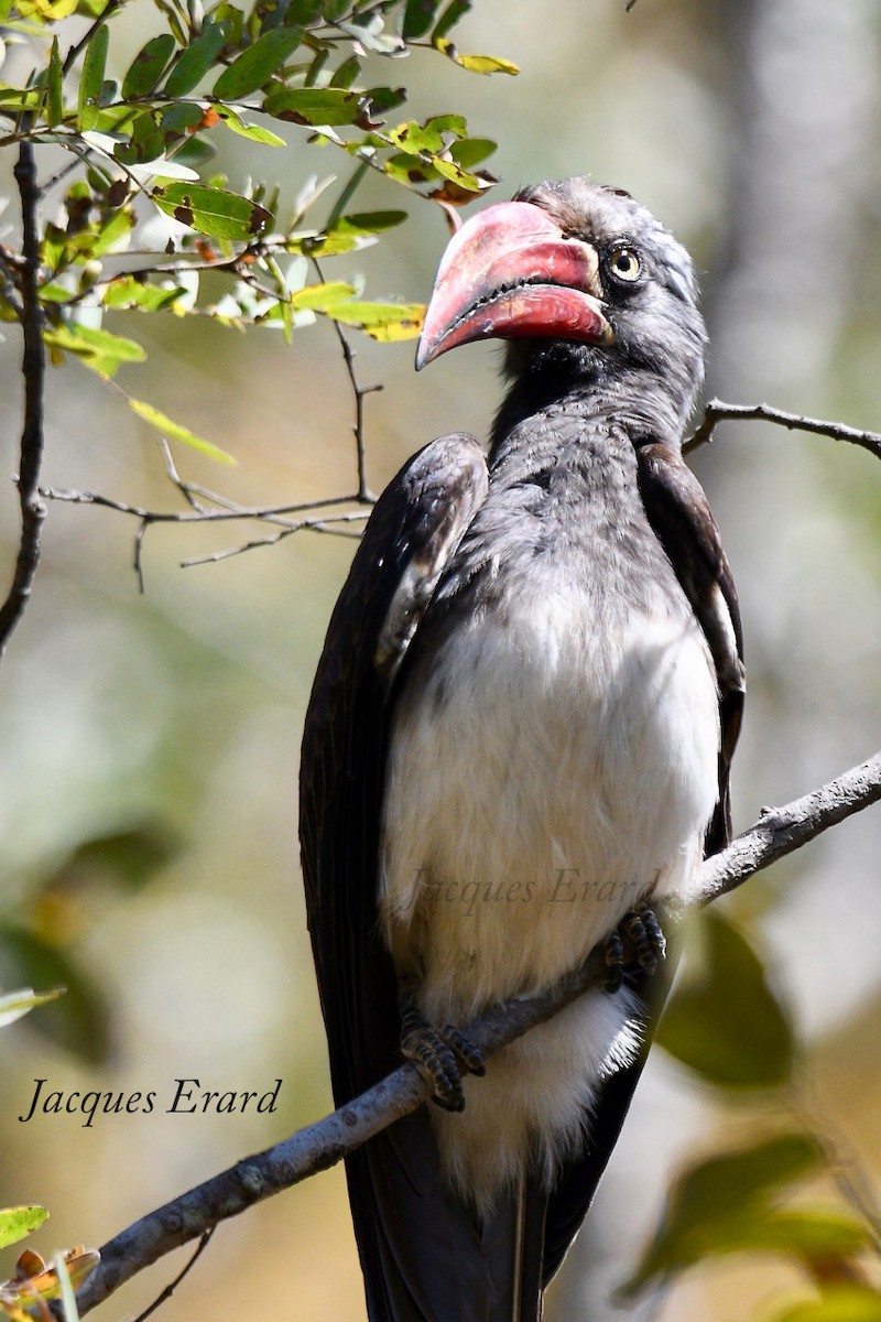 Crowned Hornbill - Jacques Erard