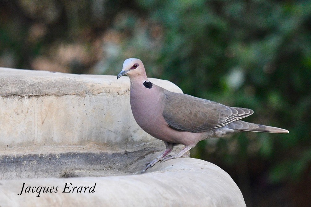 Red-eyed Dove - Jacques Erard