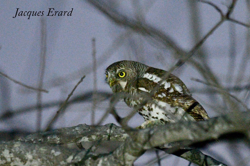 African Barred Owlet (Bar-fronted) - Jacques Erard