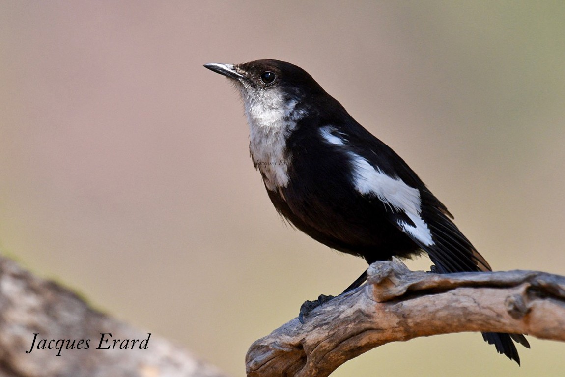 Arnot's Chat (Arnot's) - eBird