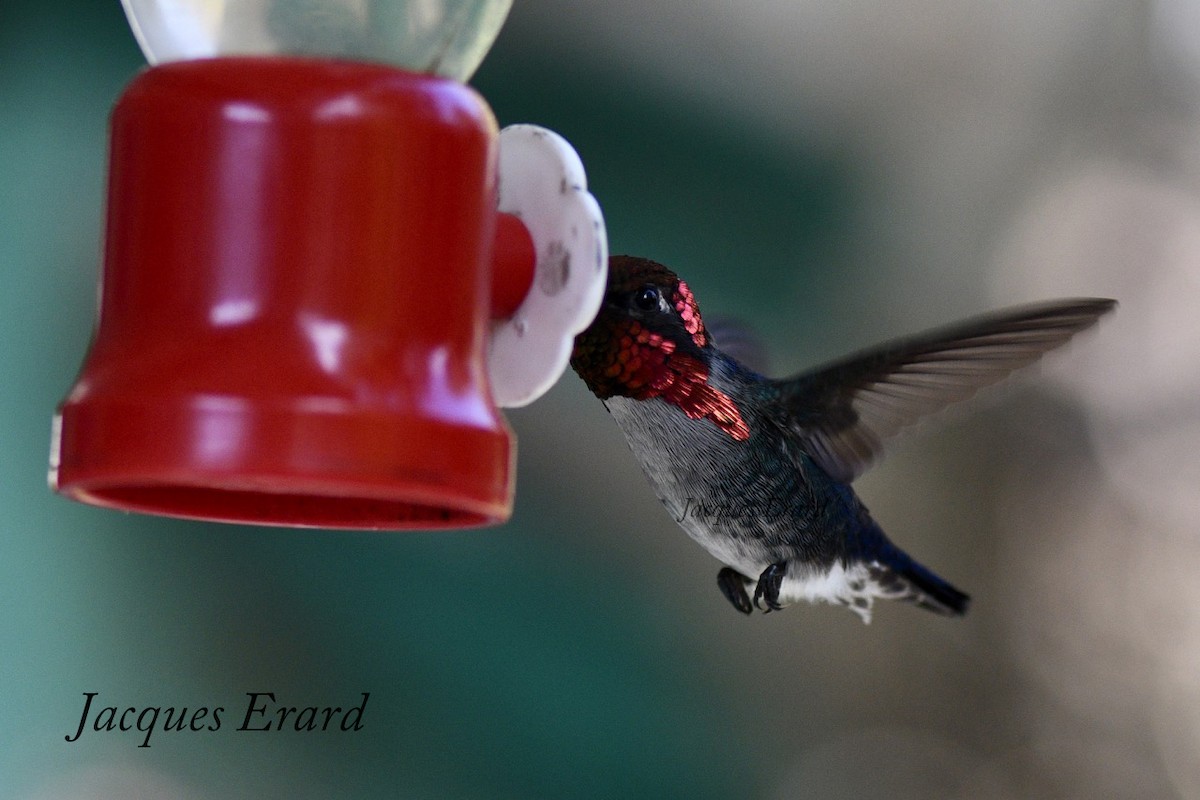Bee Hummingbird - Jacques Erard