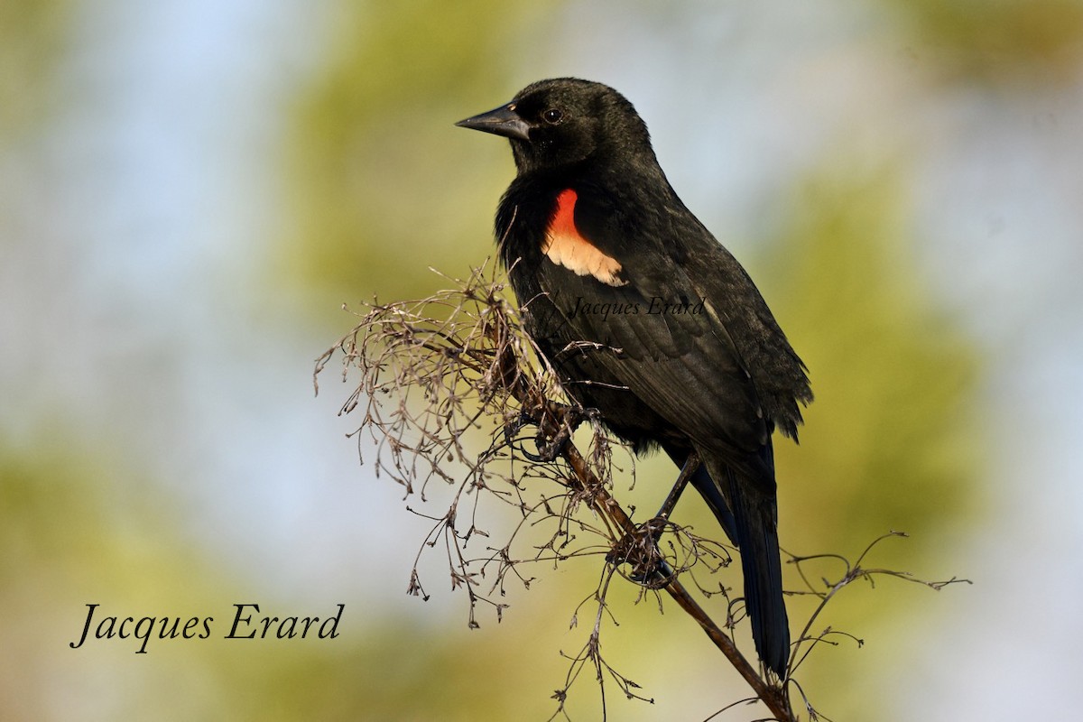 Red-shouldered Blackbird - Jacques Erard