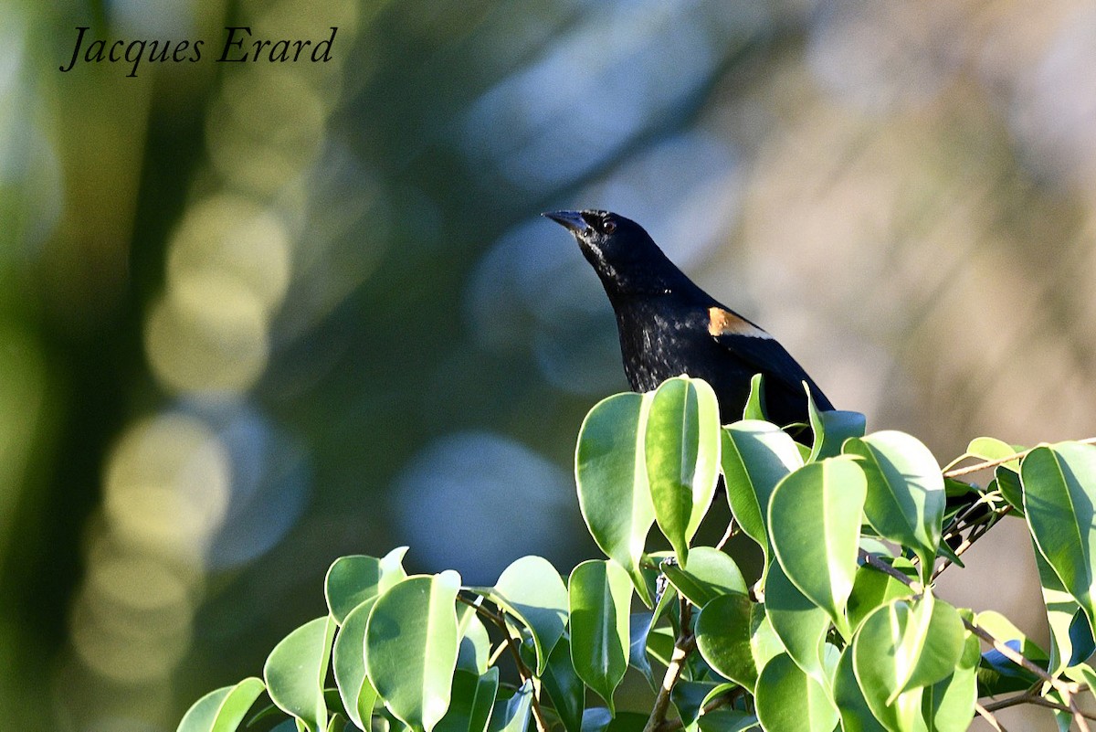 Tawny-shouldered Blackbird - Jacques Erard