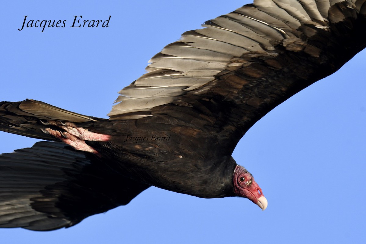 Turkey Vulture (Northern) - Jacques Erard