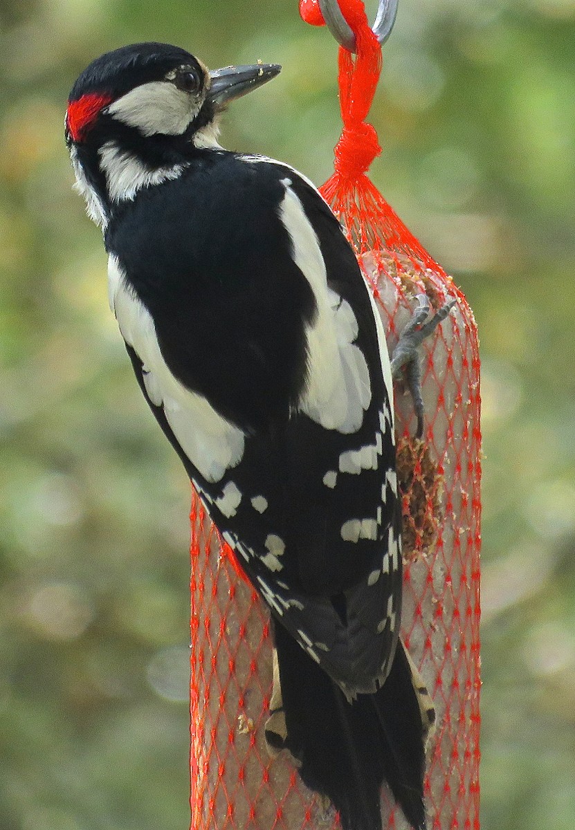 Great Spotted Woodpecker - Erkki Lehtovirta