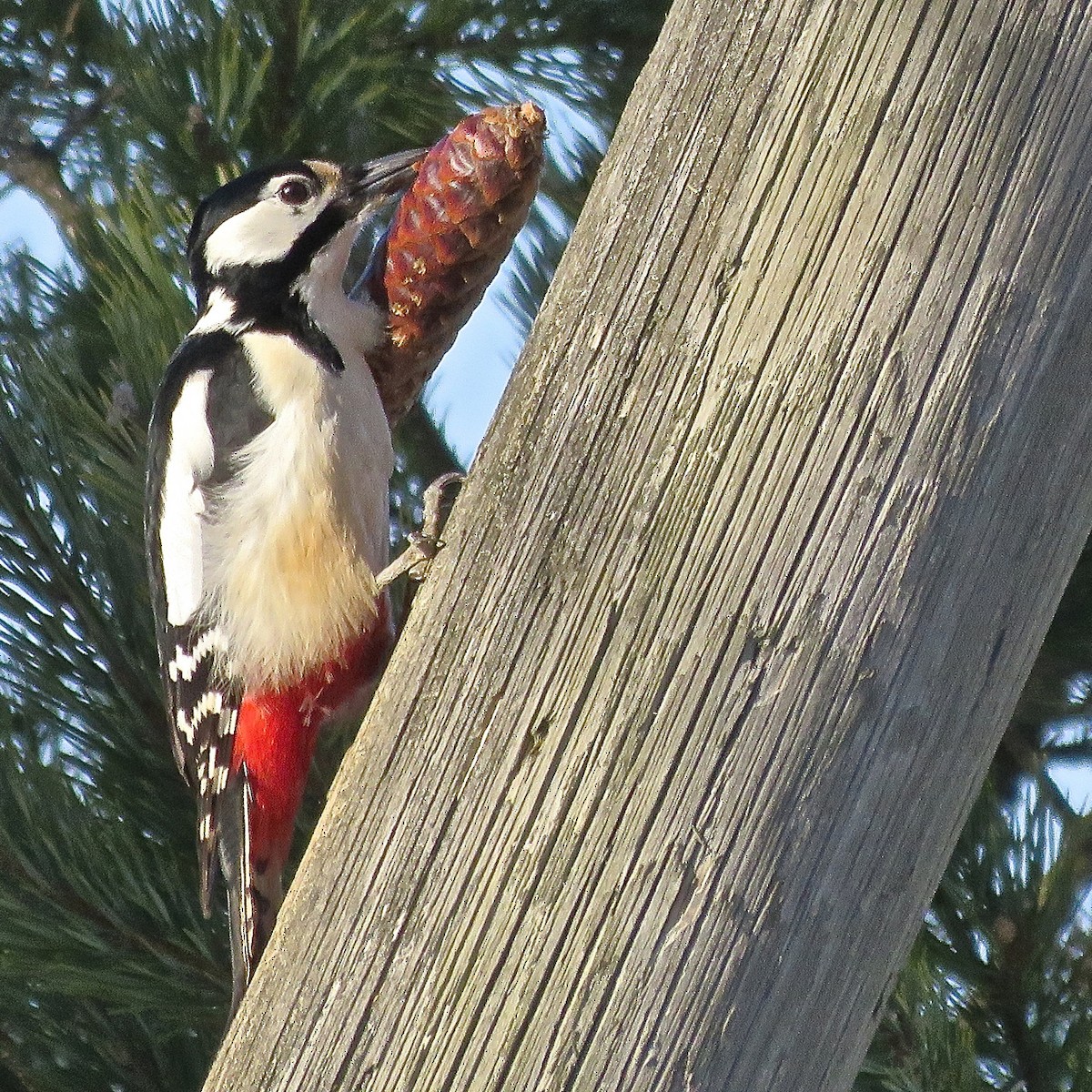 Great Spotted Woodpecker - Erkki Lehtovirta