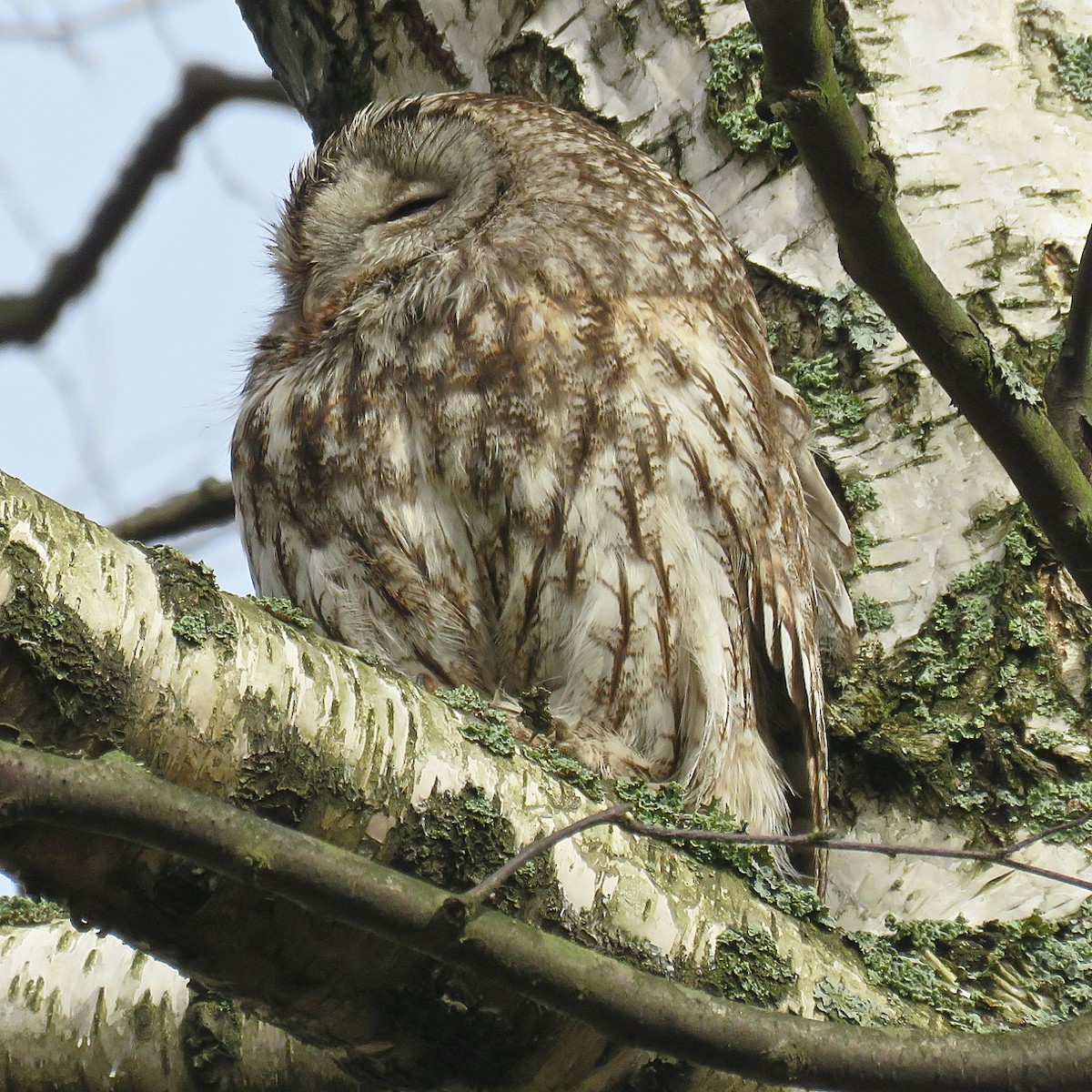 Tawny Owl - ML204492771