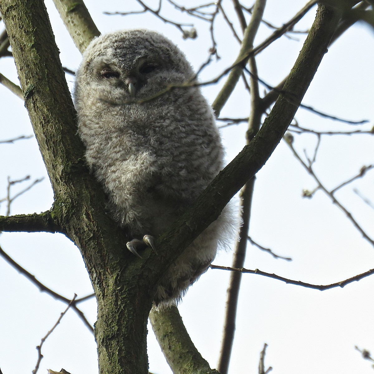 Tawny Owl - ML204492781