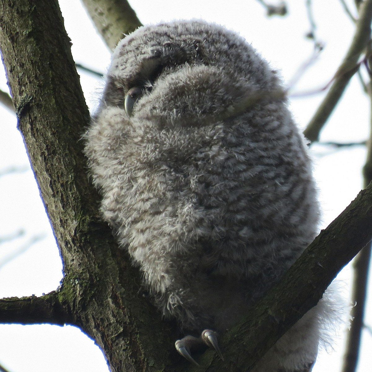 Tawny Owl - ML204492791