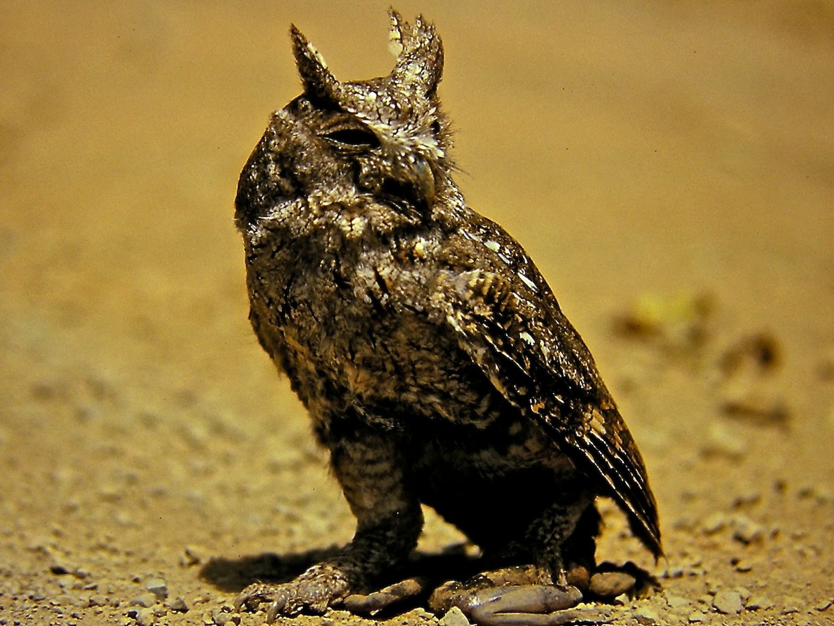 Pacific Screech-Owl (cooperi) - Erkki Lehtovirta