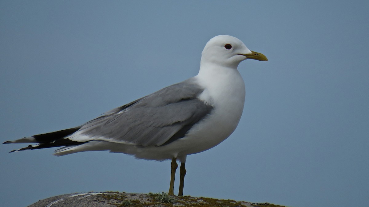Common Gull (European) - Erkki Lehtovirta