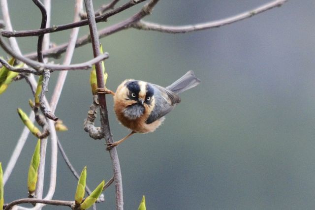 Black-browed Tit (Rufous-fronted) - ML204493351