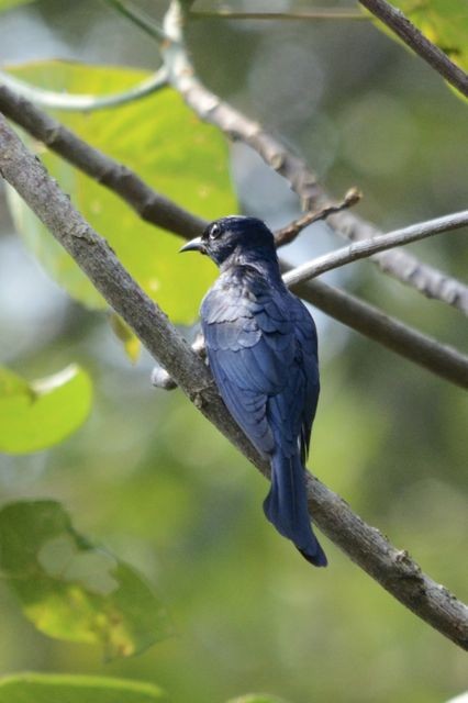 Square-tailed Drongo-Cuckoo - ML204493421