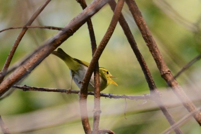 Yellow-vented Warbler - ML204493501