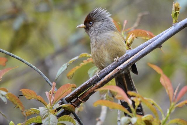 Rusty-fronted Barwing - Jacques Erard