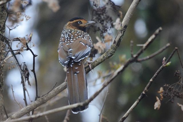 Spotted Laughingthrush - Jacques Erard